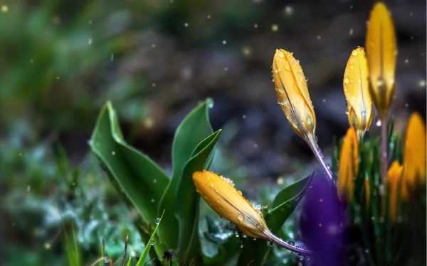 HD PC desktop wallpaper featuring vibrant yellow crocus flowers in nature with dewdrops glistening on petals and leaves against a soft, blurred background.