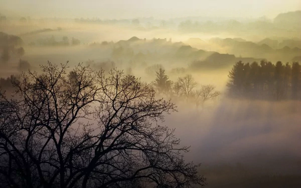 HD PC desktop wallpaper capturing a serene landscape with dense fog rolling over trees and hills, highlighting the tranquil beauty of nature.