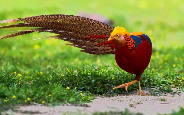 HD PC desktop wallpaper: golden pheasant on green grass, vivid red, yellow and blue plumage with a long ornate tail.
