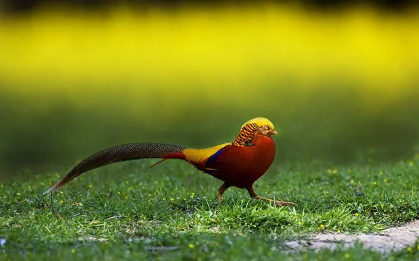 Animal golden pheasant HD Desktop Wallpaper | Background Image