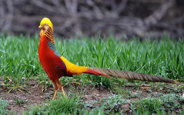 HD PC desktop wallpaper of an animal — a golden pheasant on green grass, showing vivid red, gold and iridescent plumage with a long patterned tail against a blurred natural background.