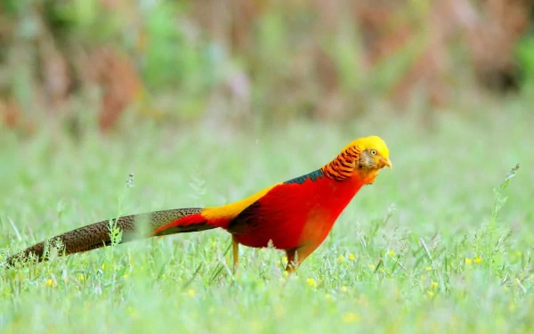 Animal golden pheasant HD Desktop Wallpaper | Background Image