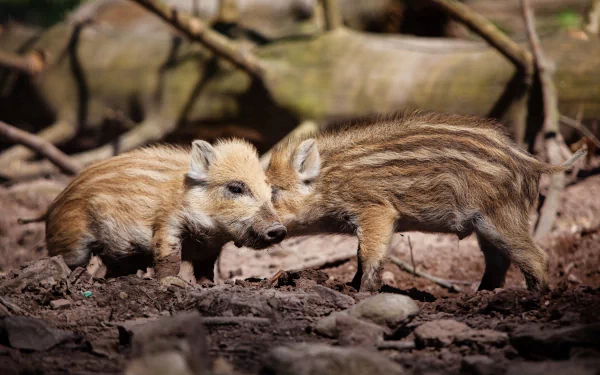 HD PC desktop wallpaper featuring two young boars nuzzling in a natural outdoor setting, showcasing detailed animal textures and earthy tones.