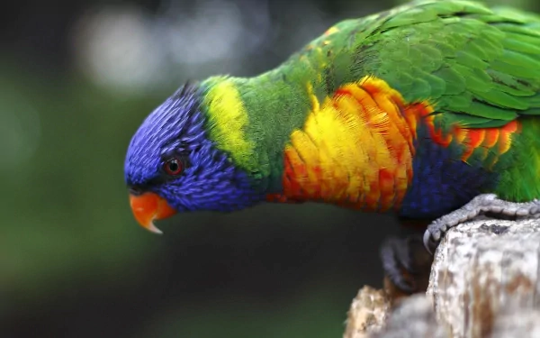 HD desktop wallpaper featuring a vibrant rainbow lorikeet perched on a branch against a blurred natural background.