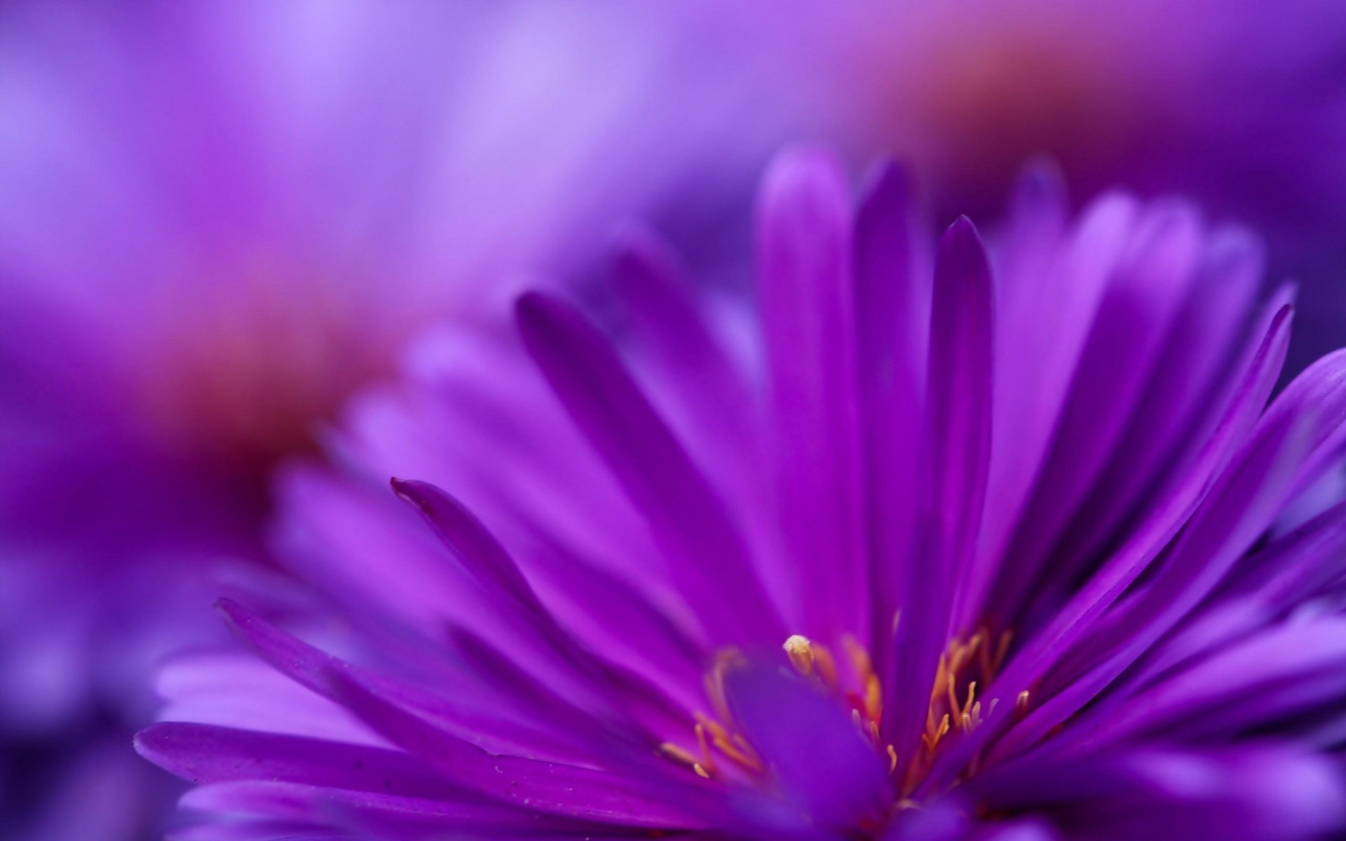 A vibrant close-up of purple flowers, their delicate petals softly illuminated, creating a serene and colorful nature scene for an HD desktop wallpaper or background.
