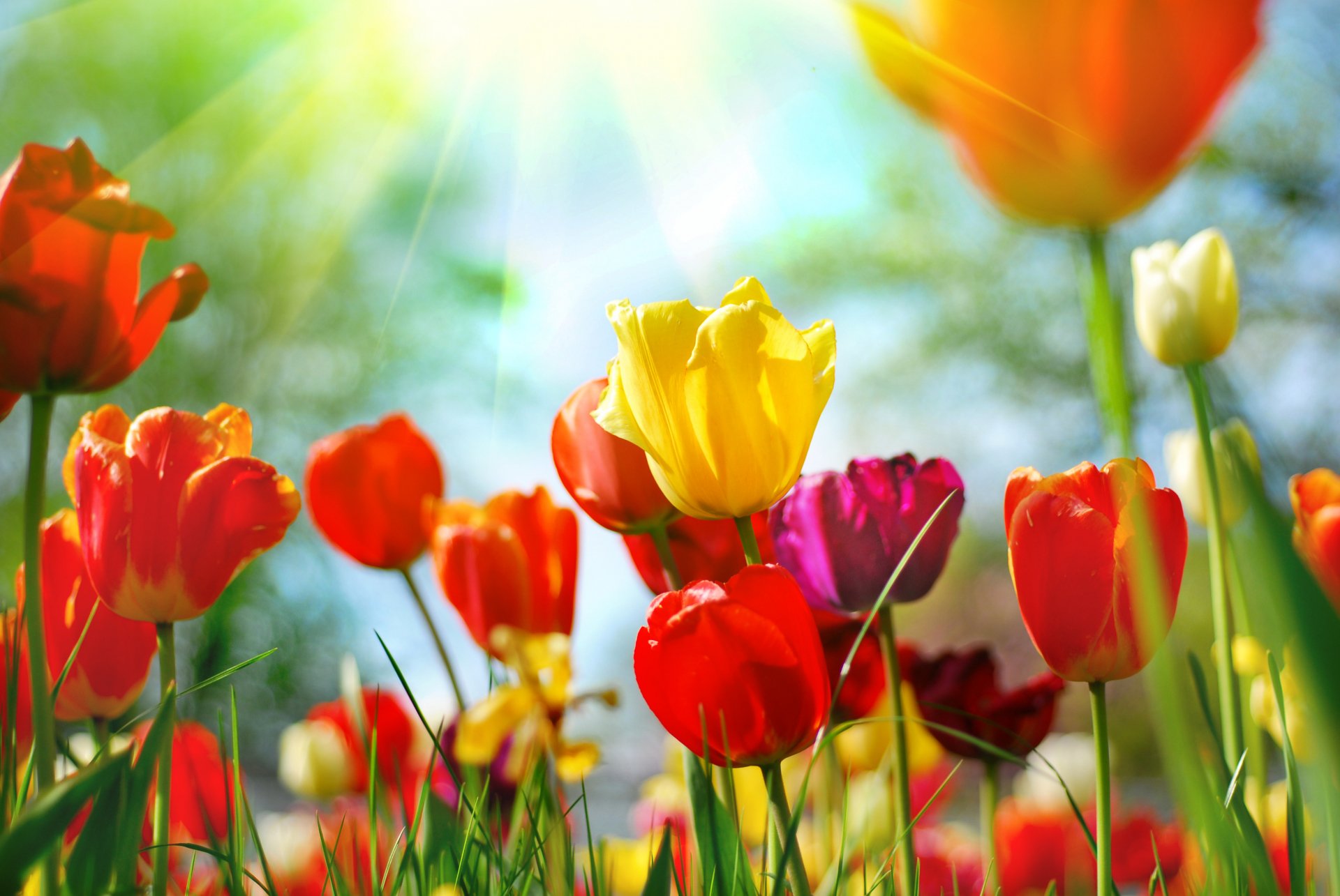 Download Nature Tulip 4k Ultra HD Wallpaper | 3872x2592 | Wallpaper Abyss