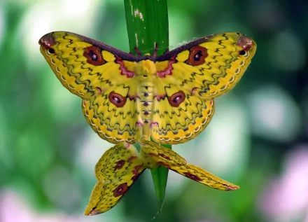 HD desktop wallpaper featuring a vibrant yellow moth with intricate purple and red patterns resting on a green stem against a softly blurred natural background.