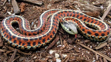 Close-up of a colorful garter snake curled on wood-chip ground with red, orange and black bands — 2K Quad HD PC desktop wallpaper and background.
