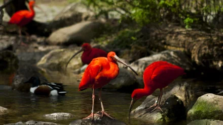 HD desktop wallpaper featuring a vibrant Scarlet Ibis bird standing and wading in a rocky, shallow stream surrounded by lush greenery.