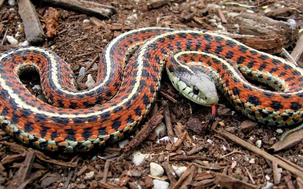 Close-up of a colorful garter snake curled on wood-chip ground with red, orange and black bands — 2K Quad HD PC desktop wallpaper and background.