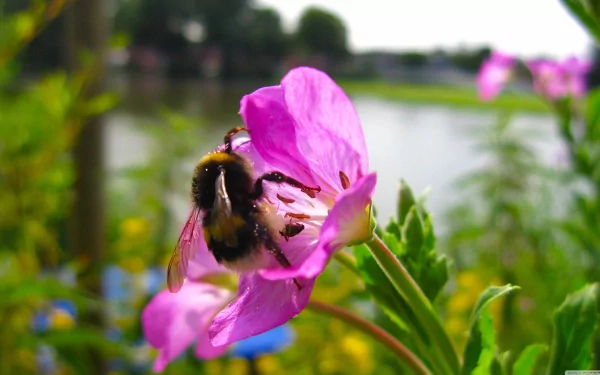 Close-up of a bee (animal) feeding on a vibrant pink flower by a lakeside, shallow depth of field — 4K Ultra HD PC desktop wallpaper and background.