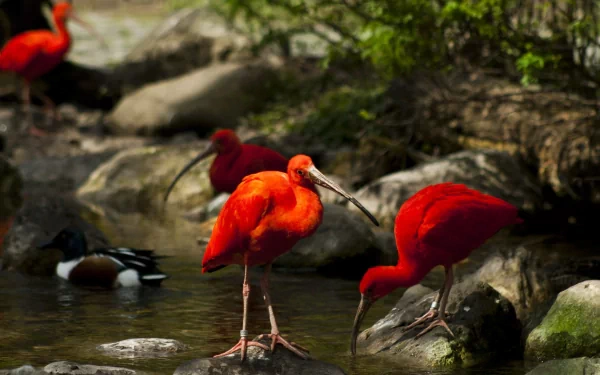 HD desktop wallpaper featuring a vibrant Scarlet Ibis bird standing and wading in a rocky, shallow stream surrounded by lush greenery.
