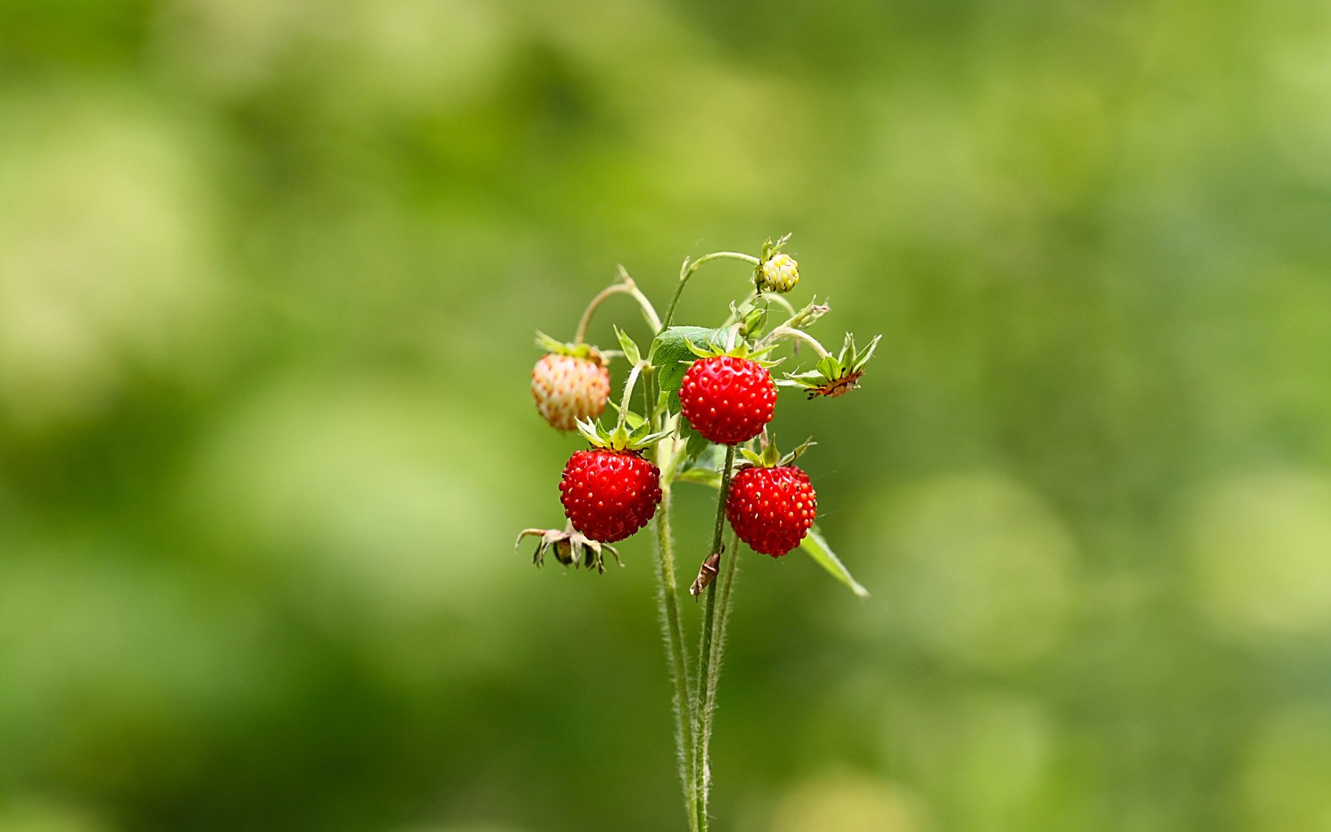HD desktop wallpaper featuring a close-up of ripe red strawberries growing on a green stem against a blurred natural background.