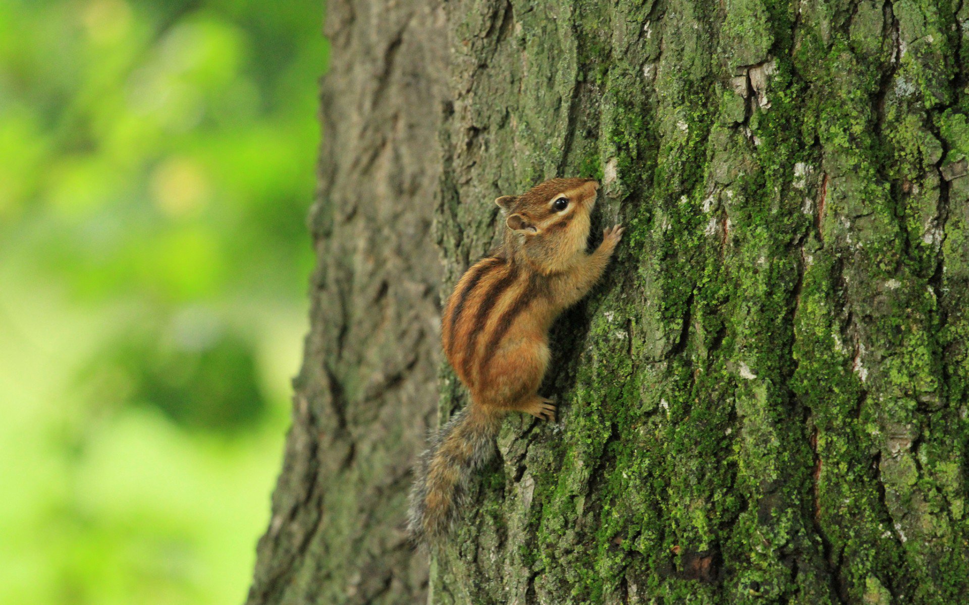 Download Animal Chipmunk HD Wallpaper
