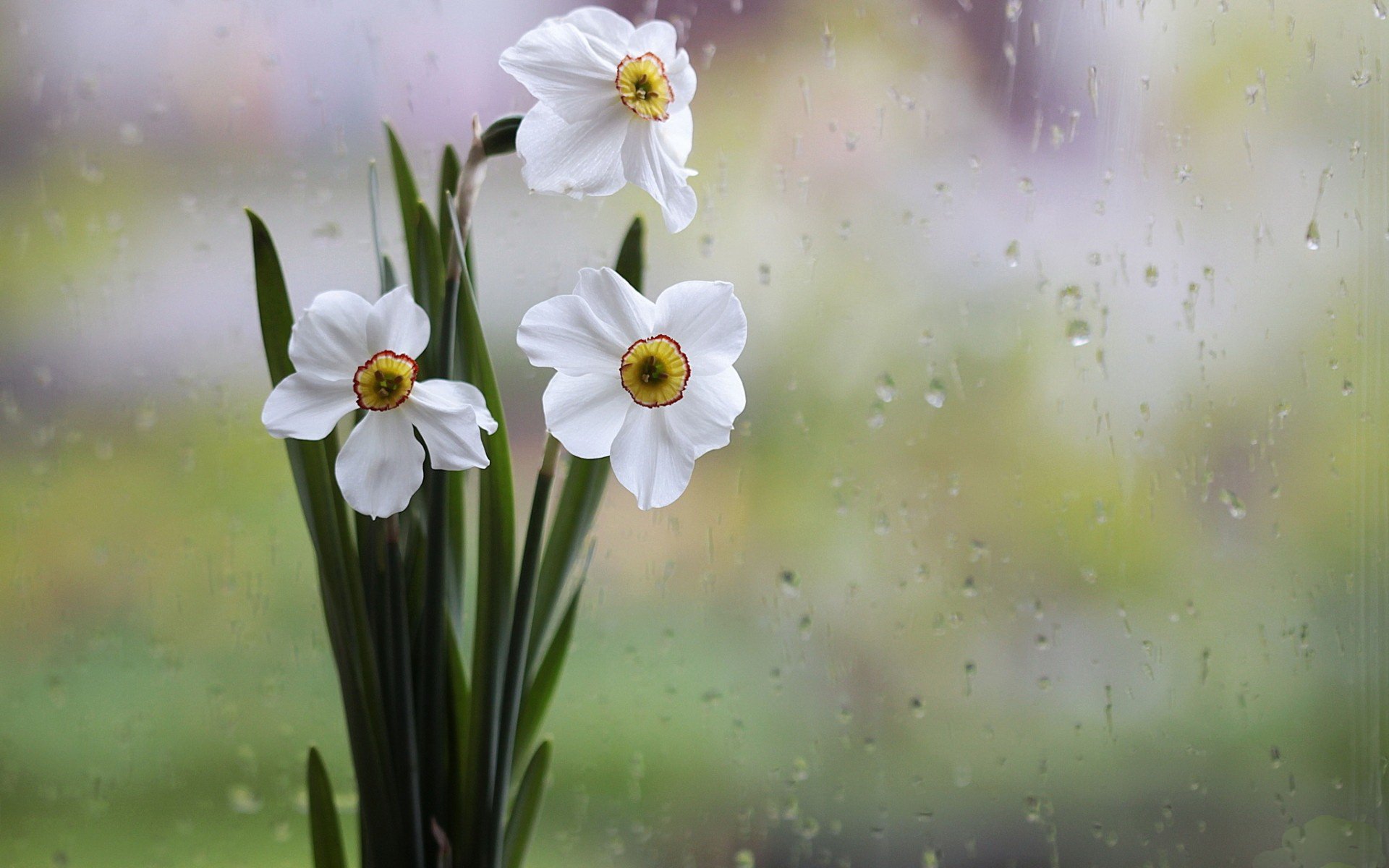 158 daffodil hd wallpapers background images wallpaper abyss 158 daffodil hd wallpapers background