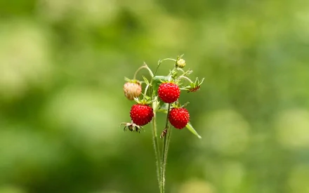 HD desktop wallpaper featuring a close-up of ripe red strawberries growing on a green stem against a blurred natural background.