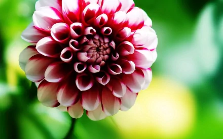 Close-up of a vibrant dahlia flower in nature, featured as an HD PC desktop wallpaper and background with rich green and yellow blurred surroundings.