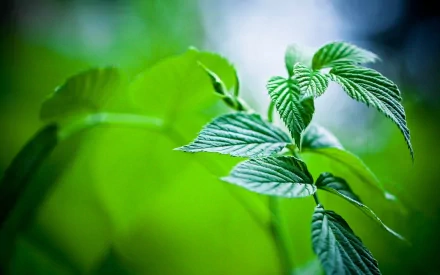 HD desktop wallpaper featuring a close-up of vibrant green leaves bathed in soft natural light, highlighting the intricate veins and textures in a serene nature setting.