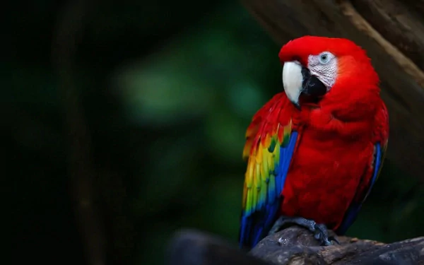 Vibrant scarlet macaw perched on a branch against a dark, blurred background, captured in HD for a striking PC desktop wallpaper.