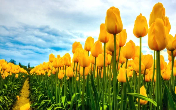 HD desktop wallpaper featuring a vibrant field of yellow tulips under a partially cloudy sky. Nature's beauty is captured in this stunning background.