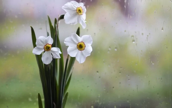 A close-up of white daffodils against a soft, blurred green background, with raindrops on a window, creating a serene nature scene for a HD desktop wallpaper.