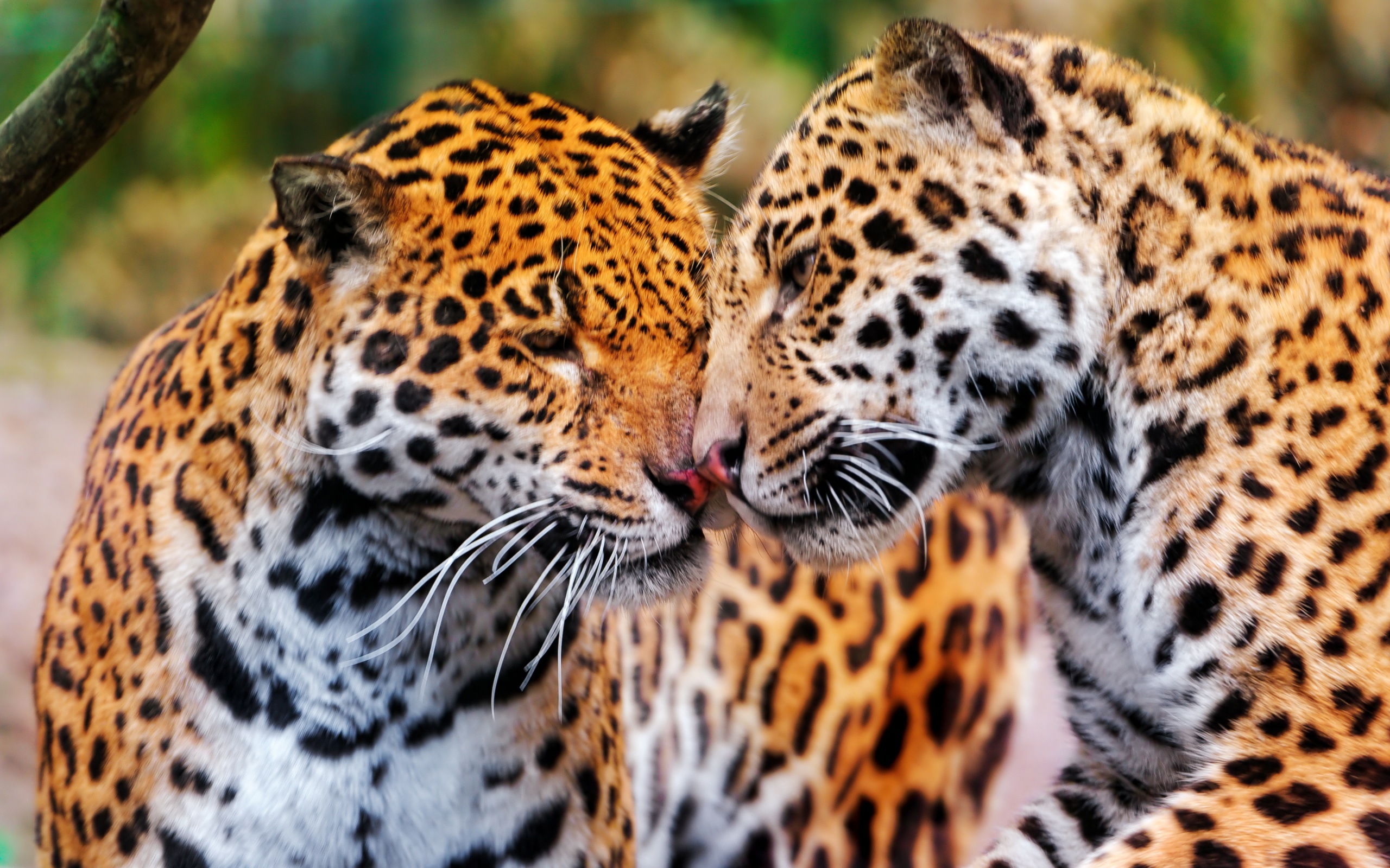 Tiere Jaguar HD Wallpaper | Hintergrund
