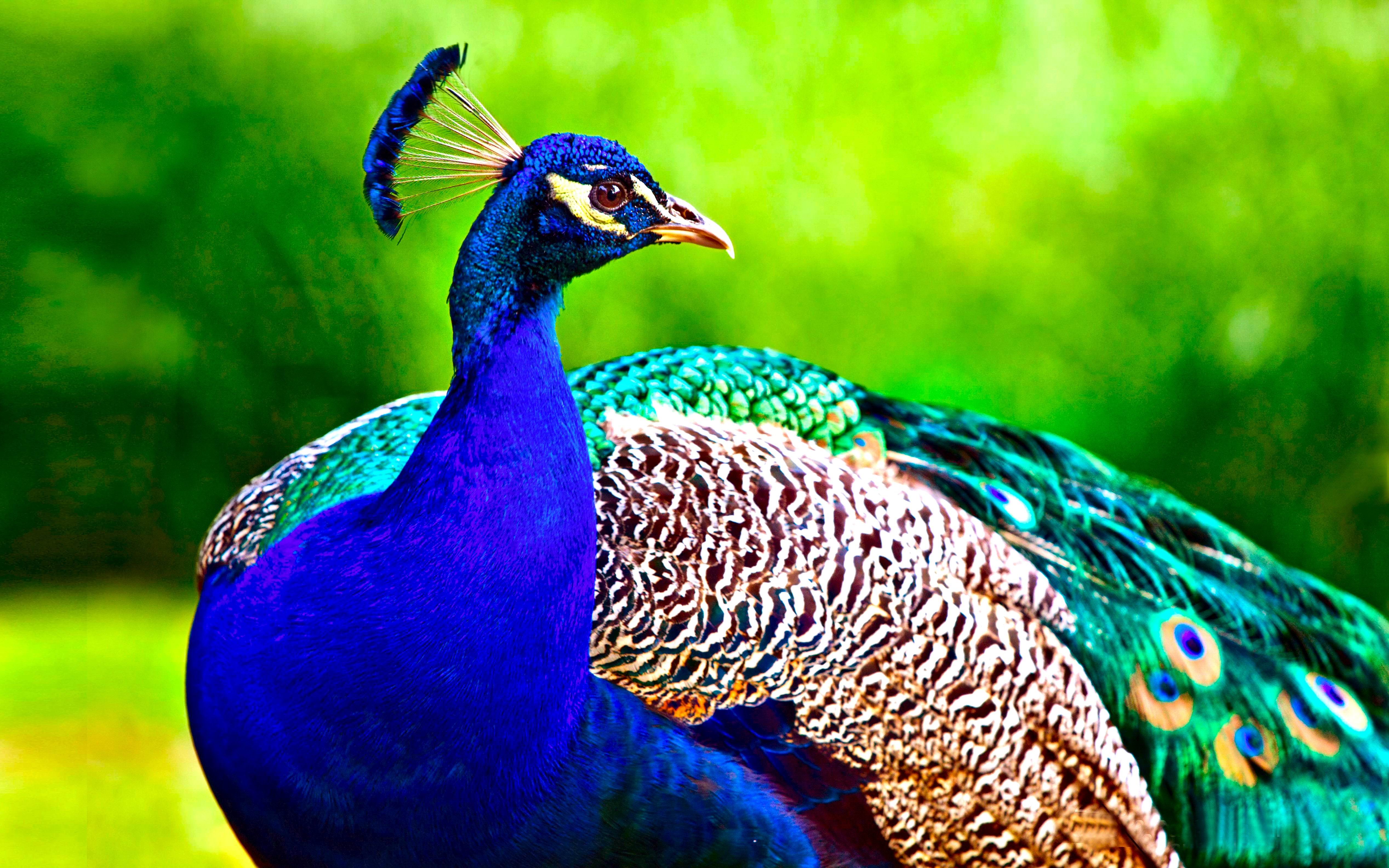 Peacock 4k Ultra HD Wallpaper