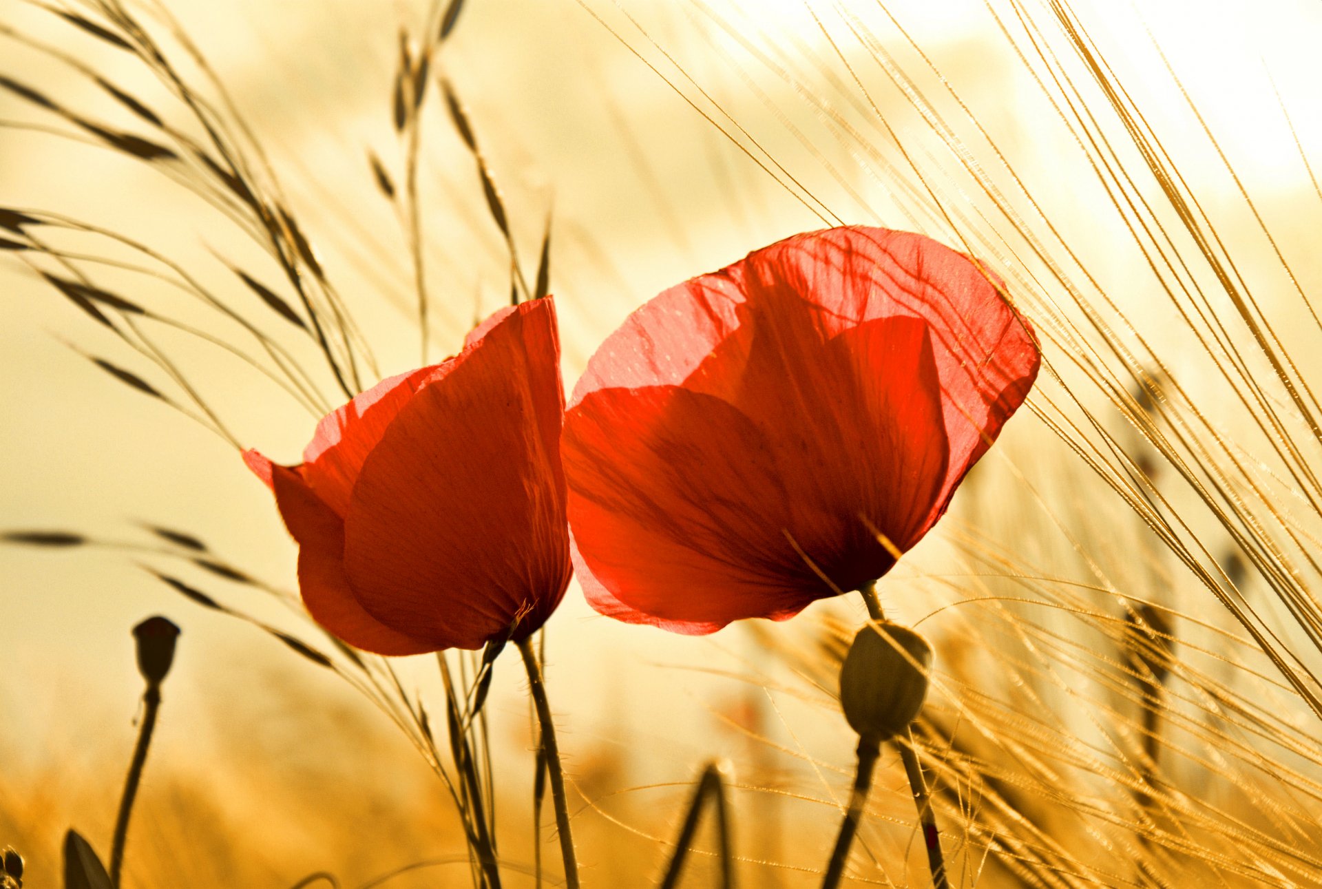 4K Ultra HD PC desktop wallpaper: close-up of two red poppies among golden wheat backlit by warm sunlight, serene nature scene.