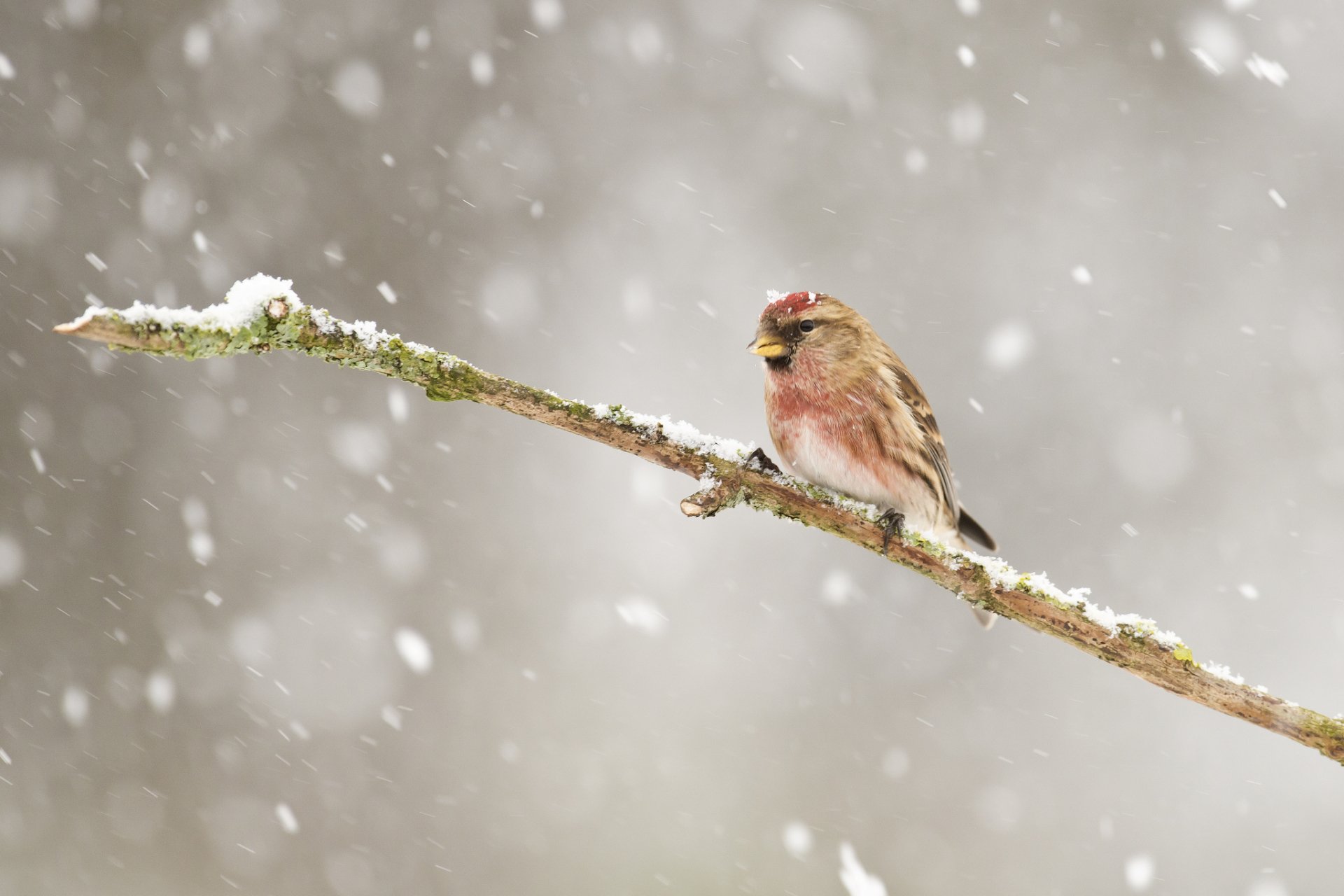 HD desktop wallpaper featuring a small bird perched on a snow-dusted branch with soft snowfall in the background.