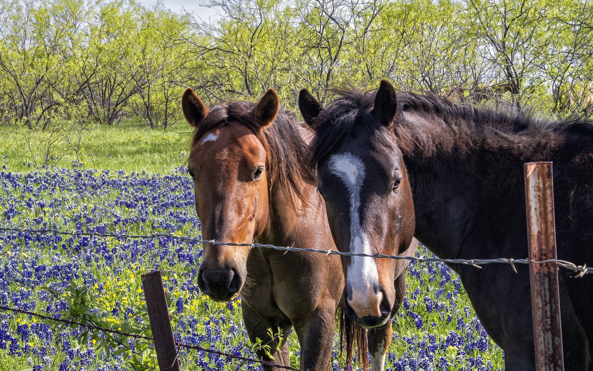 HD PC desktop wallpaper of two horses standing behind a barbed wire fence with green trees and blooming bluebonnet flowers in the background.