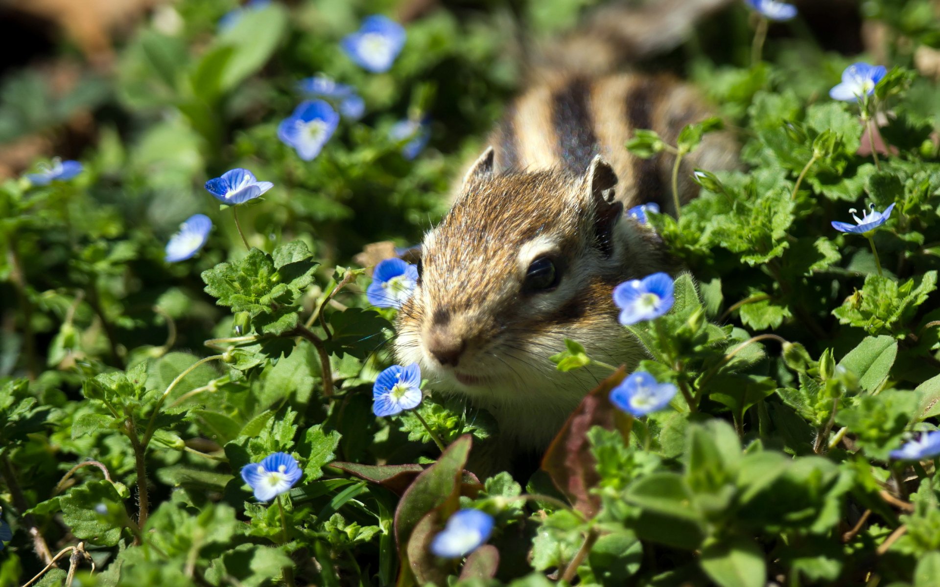 Chipmunk Serenity: HD Wildlife Wallpaper Amidst Blooming Greens