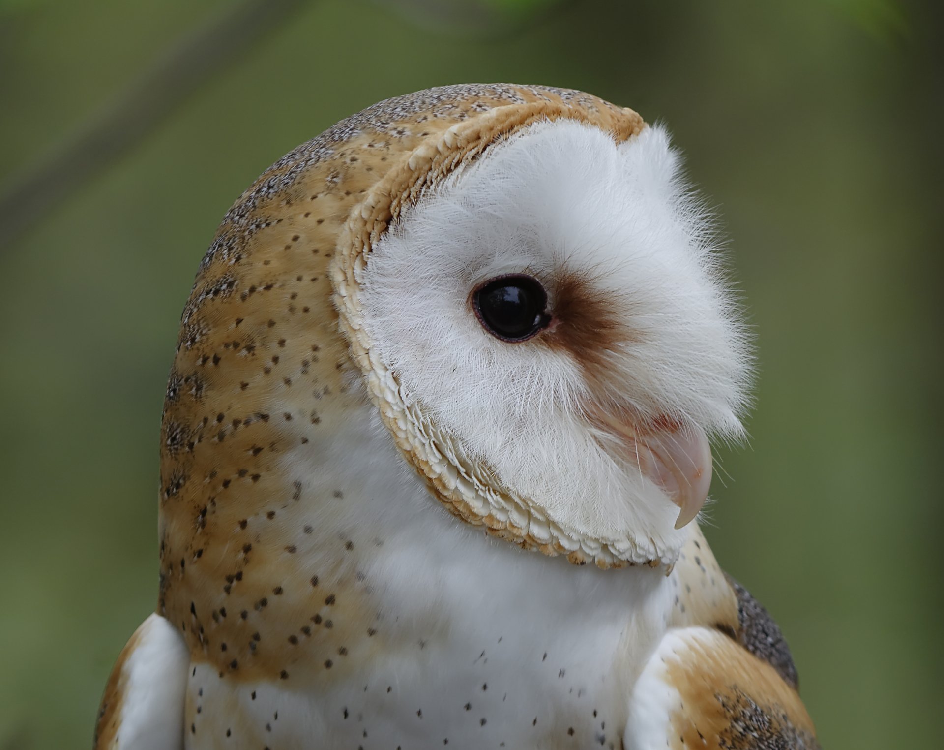 Close-up HD desktop wallpaper of a barn owl with detailed feathers and dark eyes against a blurred green background.