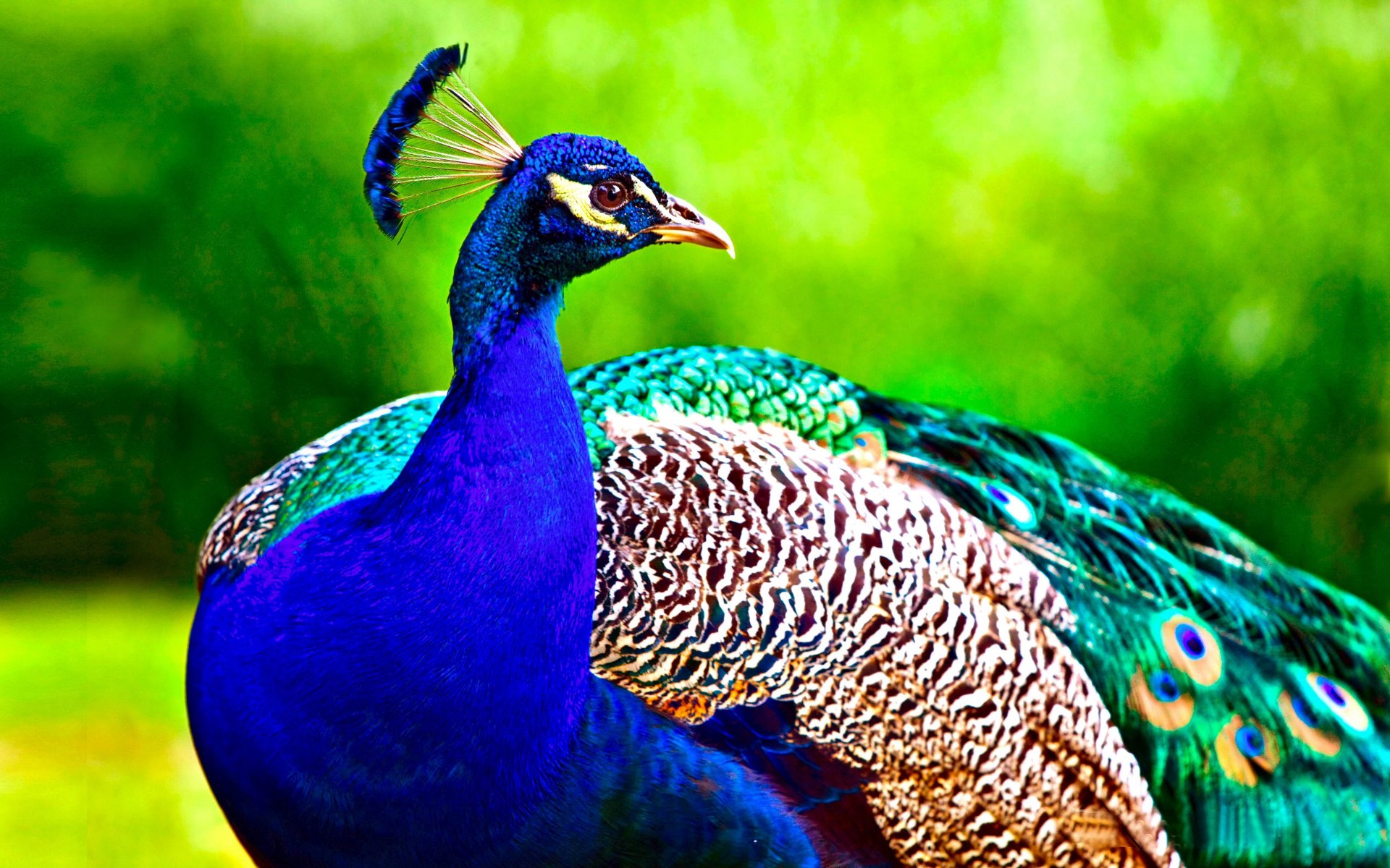 20+ 4K Peacock Wallpapers | Background Images