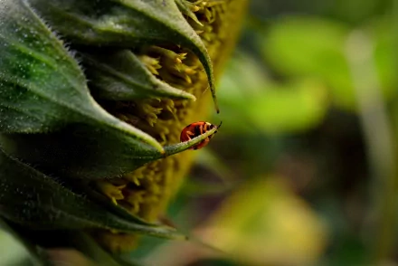 HD PC desktop wallpaper featuring a close-up of a red ladybug crawling on a green plant with natural blurred background.