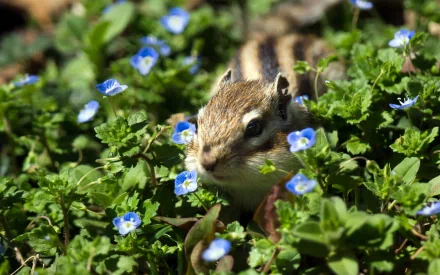 Animal chipmunk HD Desktop Wallpaper | Background Image