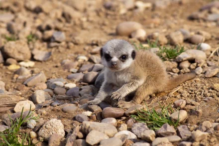 A close-up 4K Ultra HD wallpaper of a young meerkat sitting on rocky ground with sparse grass patches.