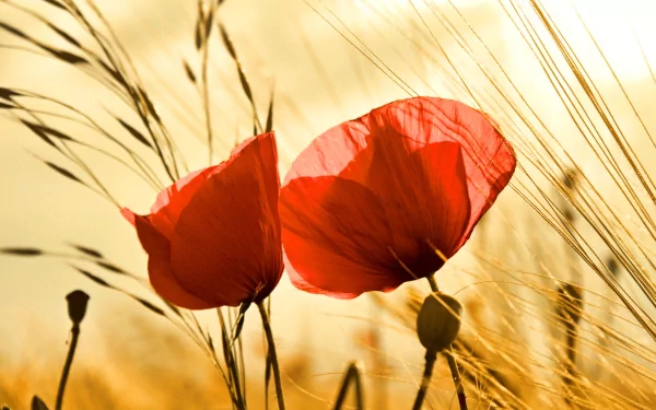 4K Ultra HD PC desktop wallpaper: close-up of two red poppies among golden wheat backlit by warm sunlight, serene nature scene.