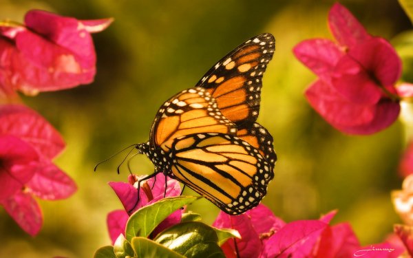 Animal Butterfly HD Wallpaper | Background Image