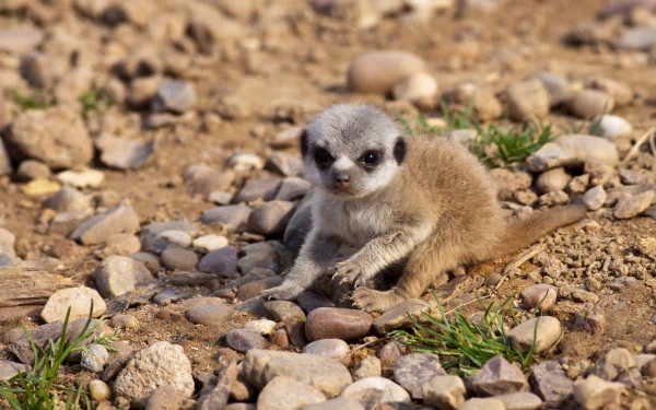 Animal meerkat HD Desktop Wallpaper | Background Image