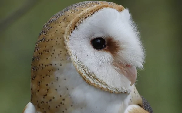 Animal barn owl HD Desktop Wallpaper | Background Image