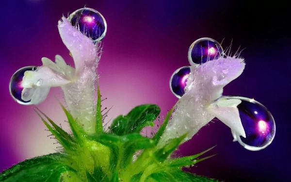 Close-up of delicate flowers adorned with sparkling water drops, set against a vibrant purple background. A captivating nature-themed HD wallpaper for your desktop.