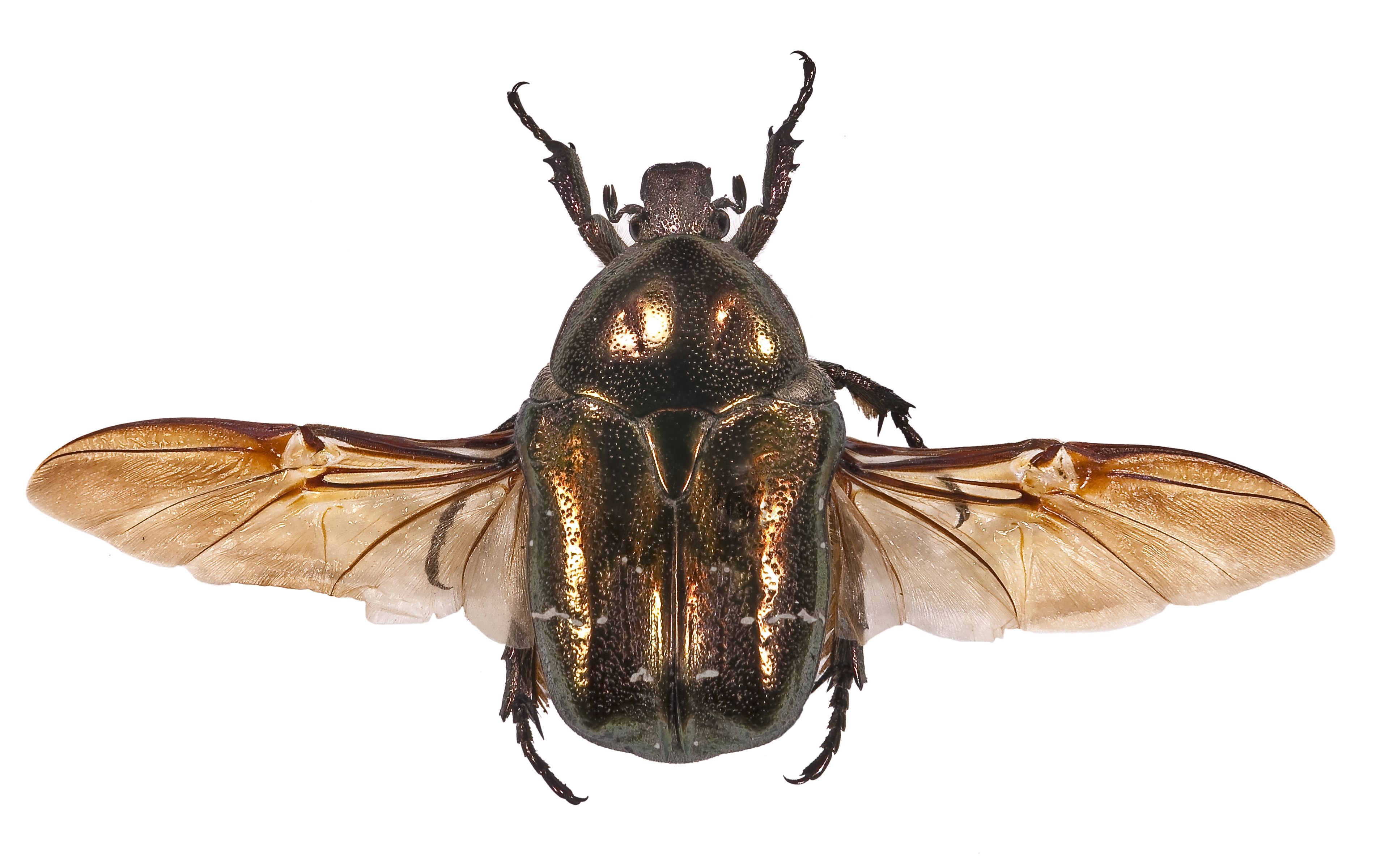 Download Animal Insect 4k Ultra HD Wallpaper