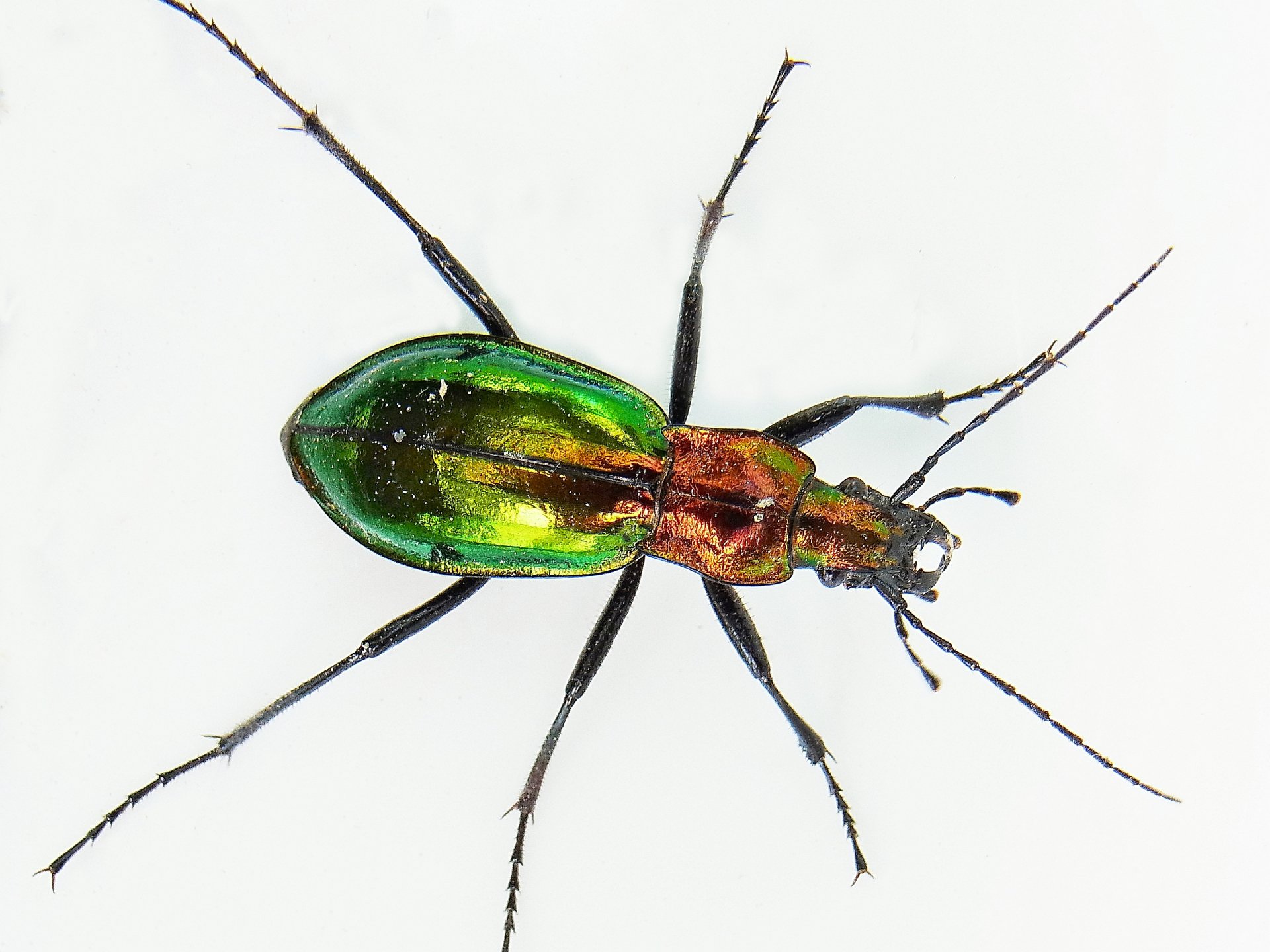 Download Animal Insect HD Wallpaper
