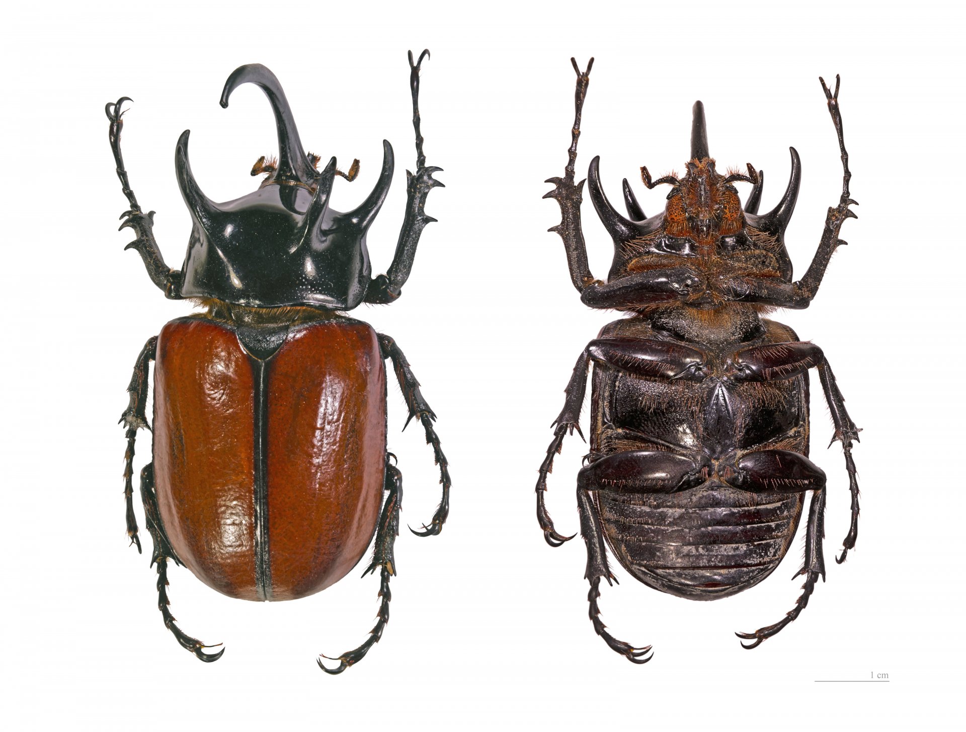 Download Animal Insect 4k Ultra HD Wallpaper