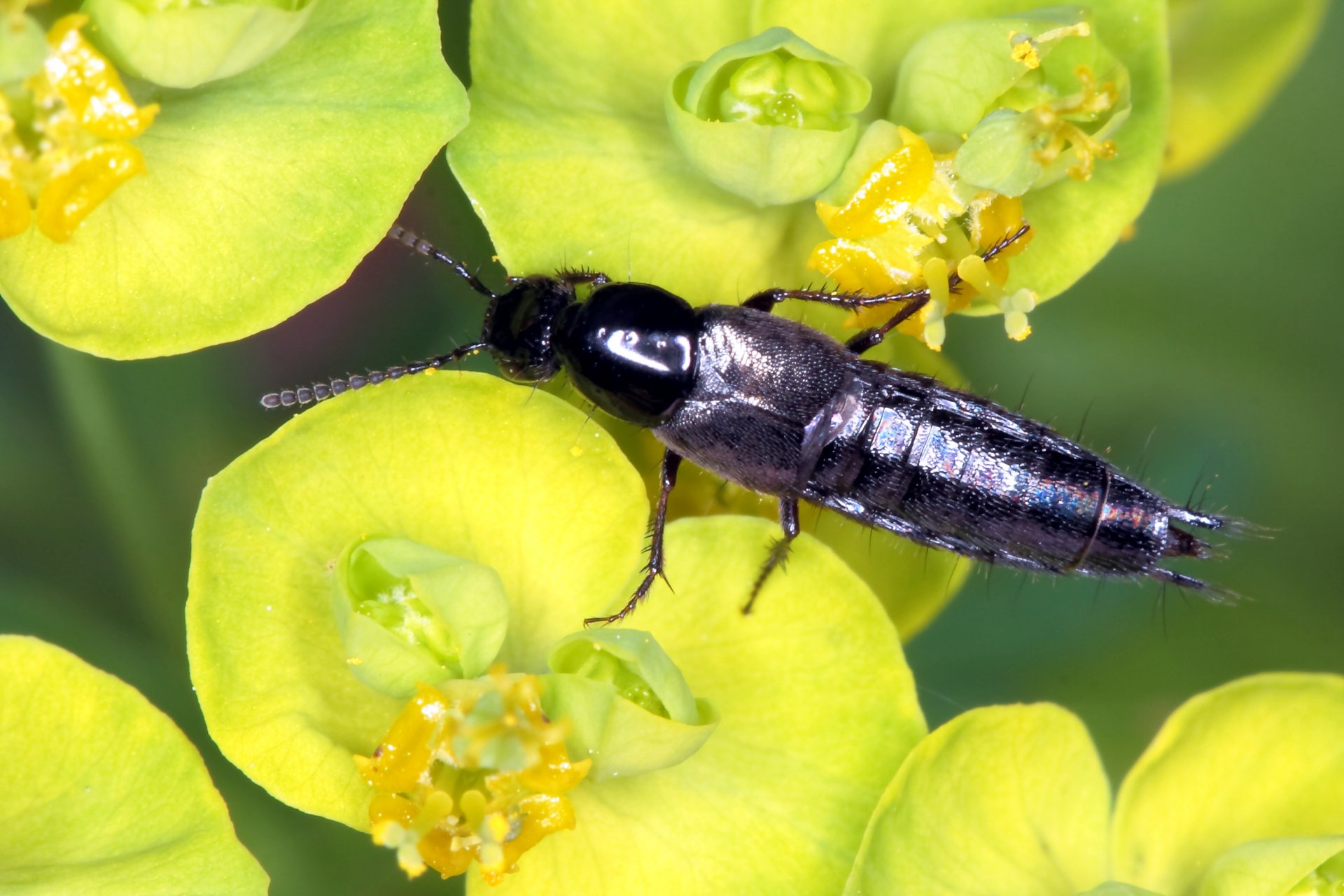 Download Animal Insect HD Wallpaper | 3038x2025 | Wallpaper Abyss