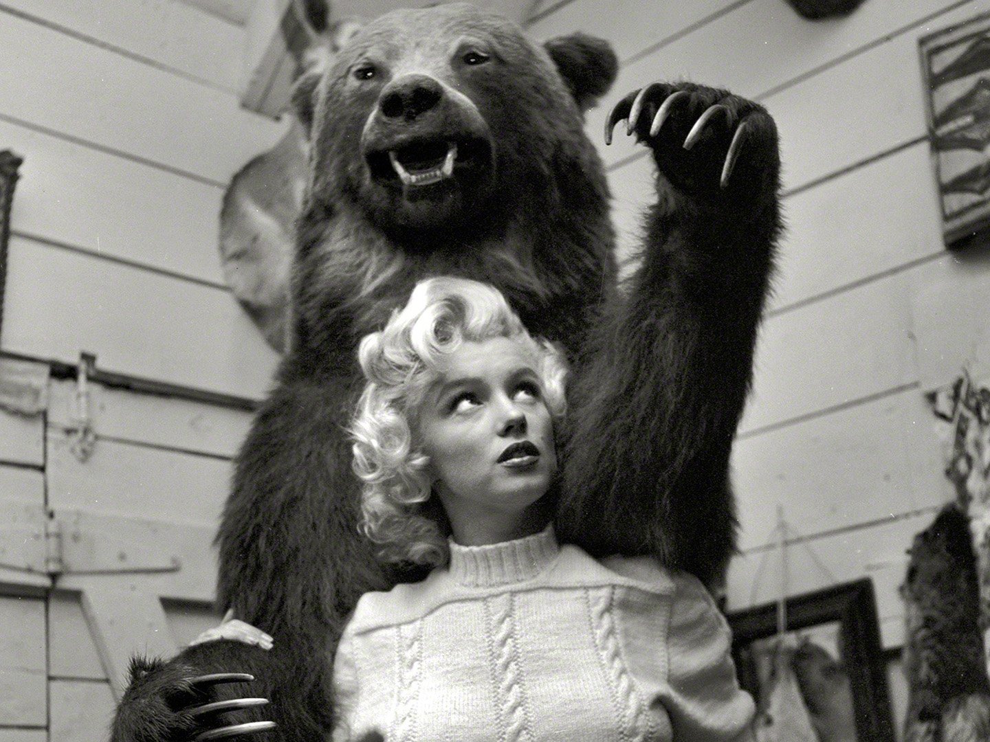 HD PC desktop wallpaper/background — black-and-white photo of a 1950s blonde actress in a sweater looking up as a rearing grizzly bear towers behind her.