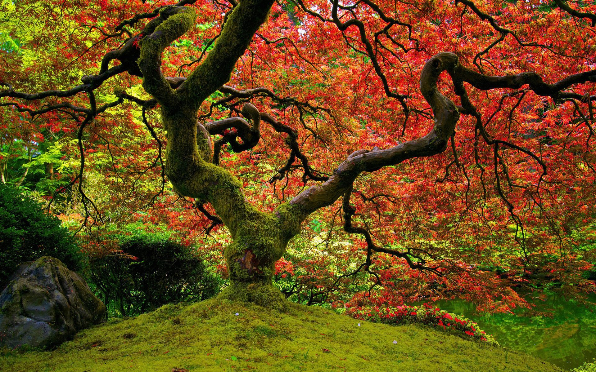 HD PC desktop wallpaper capturing a vibrant fall scene with a large, twisting tree adorned in red and orange leaves, surrounded by lush green moss and foliage.