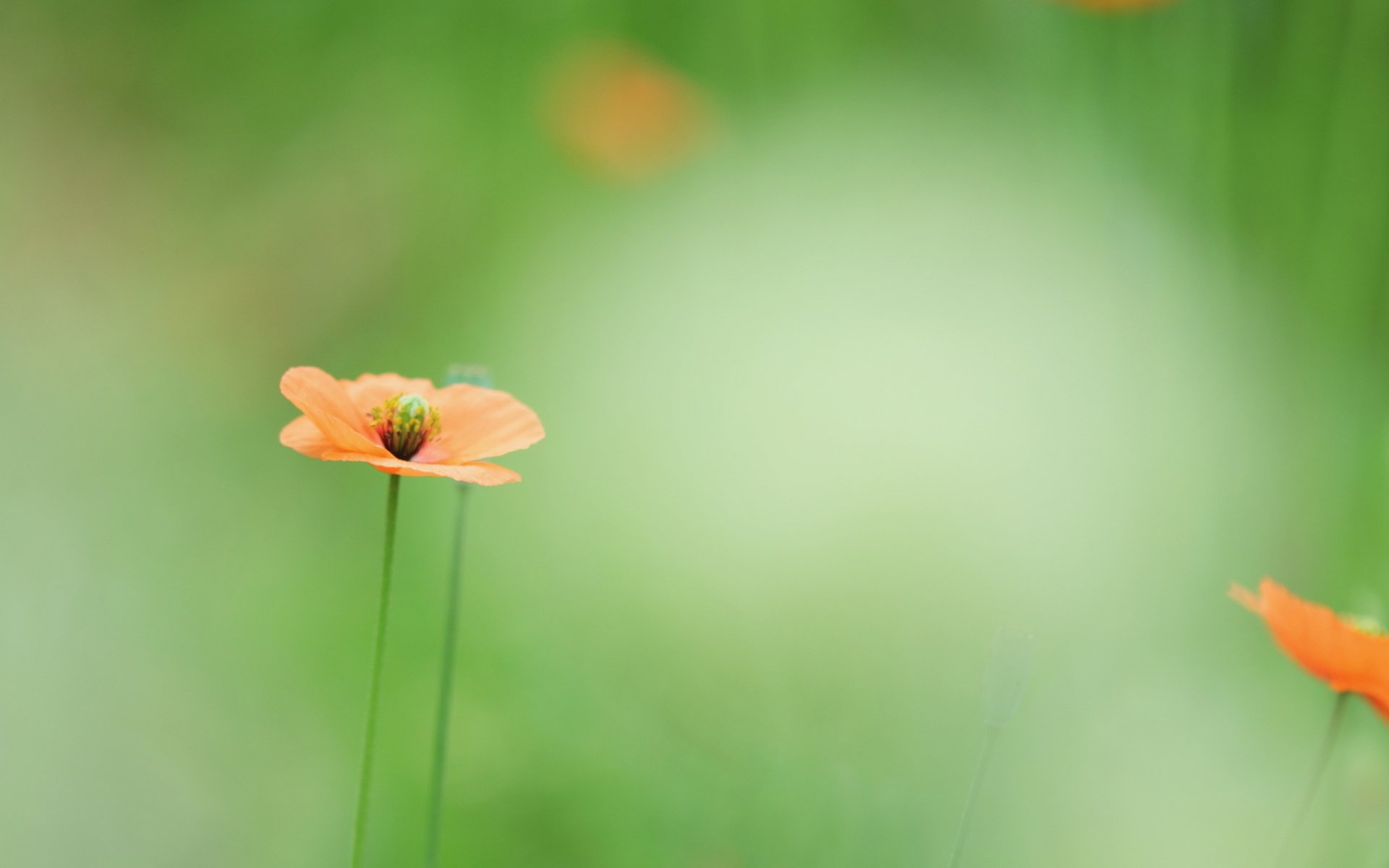 HD PC desktop wallpaper featuring a close-up of an orange poppy flower against a soft, blurred green nature background.