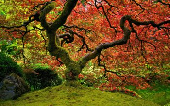 HD Wallpaper | Background Image ID:403980