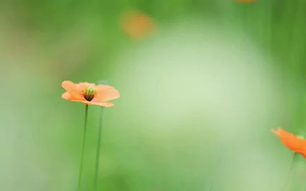 HD PC desktop wallpaper featuring a close-up of an orange poppy flower against a soft, blurred green nature background.